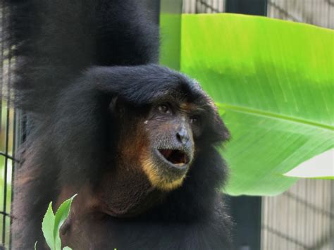 フクロテナガザルのマツが亡くなりました｜新着のお知らせ｜東山動植物園