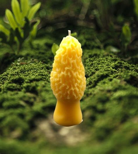 Morel Mushroom Beeswax Candle Mushroom Hunter Ts Mushroom Ts