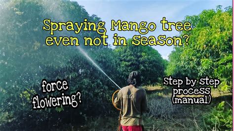 How To Spray Mango Tree In The Philipines Force Flowering Youtube