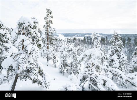 Snowy forest in Finland Stock Photo - Alamy