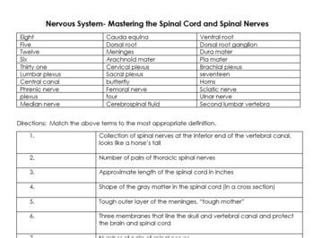 Nervous System Mastering The Spinal Cord And Spinal Nerves Worksheet