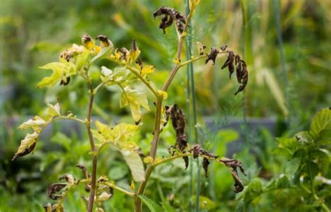 The Best Blight Resistant Potato Varieties To Plant