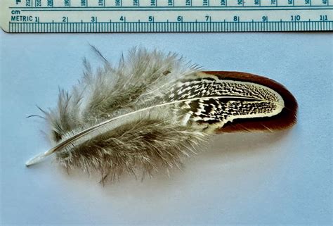 Feather identification | Bird Academy • The Cornell Lab