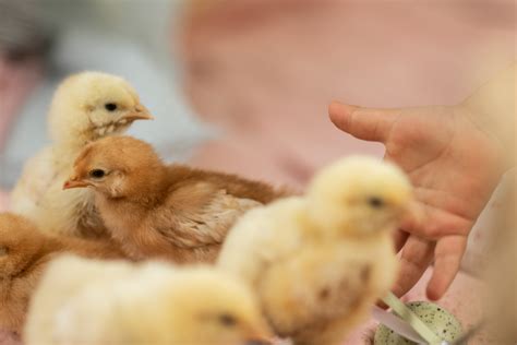 Chicken Bedding Tips Blains Farm And Fleet Blog