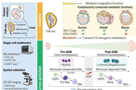 Multiple organ functions of the yolk sac revealed by early human ...