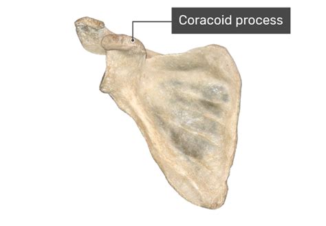 Scapula Bone Anatomy Structure And Labeled Diagram Getbodysmart