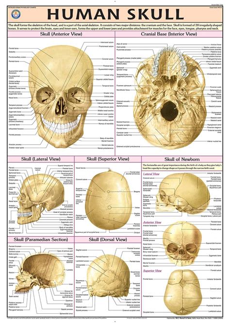 Buy Hp21s Teachingnest Human Skull Chart 70x100 Cm English