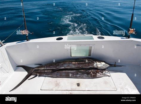 Mexico Puerto Vallarta Sailfish On Deck Of Charter Boat Deep Sea