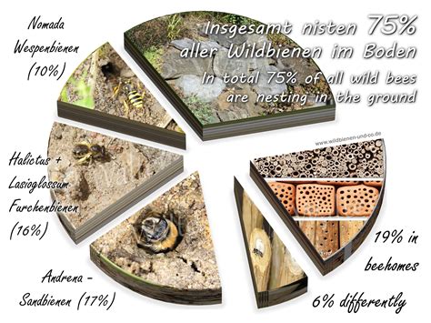 Sandarium Anlegen Wildbienen Co Fotos Infos Tipps