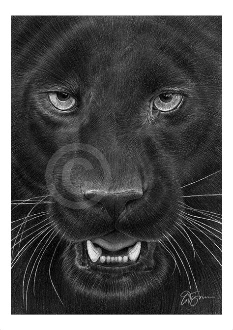 Black Panther Pencil Drawing Print Big Cat Art Artwork Signed By Artist