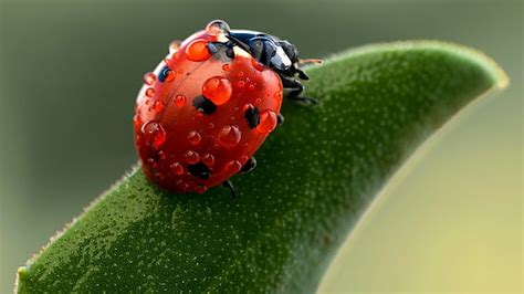 Hd Wallpaper Macro Insects Ladybug Dew Drops Wallpaper Flare