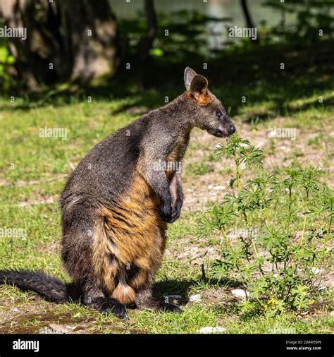 Swamp Wallaby Wallabia Bicolor Is One Of The Smaller Kangaroos This