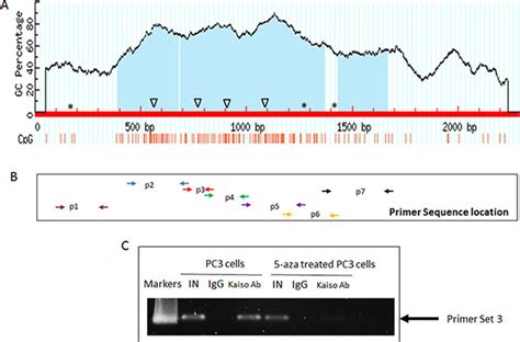 Kaiso A Transcriptional Repressor Promotes Cell Migration And