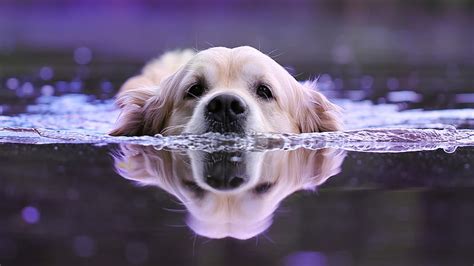 Dog Swimming 1440P Resolution, , Background, and, 2560X1440 Dog, HD ...