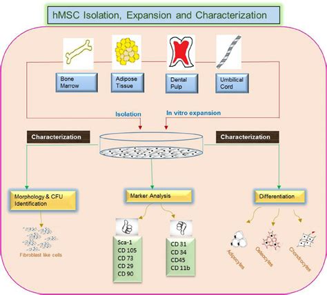 Mscs Can Be Isolated From Various Tissues Including Bone Marrow Download Scientific Diagram