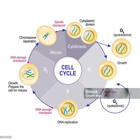 cell cycle stock illustration  image  biological cell