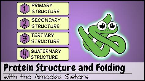 Amoeba Sisters Dna Vs Rna And Protein Synthesis - pic-flamingo