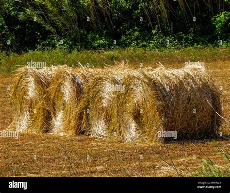 Four Rolls Of Straw With Sunlight Stock Photo Alamy