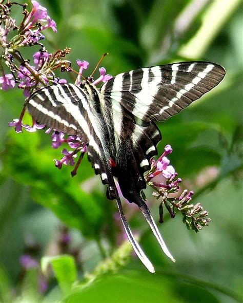 Zebra Swallowtail | Smithsonian Photo Contest | Smithsonian Magazine