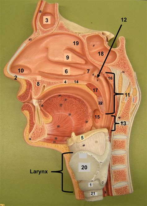 Sagittal View Of Head 1 Diagram Quizlet