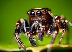 eris spider wikipedia