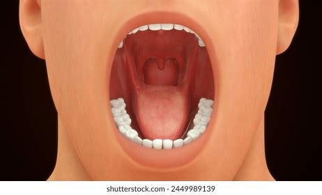 Small Cavity Royalty Free Images Stock Photos Pictures Shutterstock