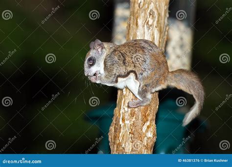 Southern Flying Squirrel Stock Photo Image Of Backyard 46381376