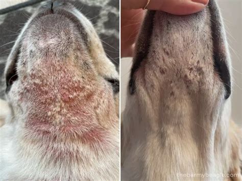 Yeast Infection In Dogs Our Painful Journey With Photos