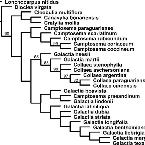 Strict Consensus Of Two Most Parsimonious Trees L 154 Ci 0 37 Ri Download Scientific