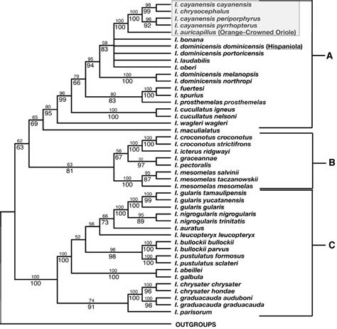 Bootstrap Tree For Icterus Phylogeny Parsimony Values Are Shown Above Download Scientific