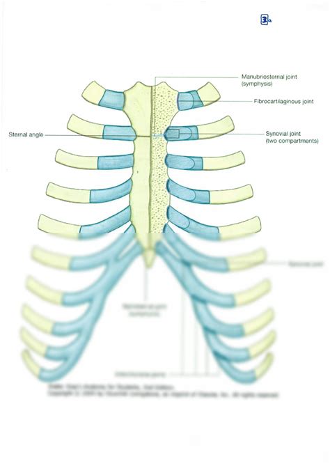 SOLUTION: Thorax anatomy - Studypool