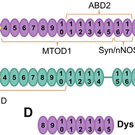 Dystrophin And Utrophin A Diagram Of Full Length Dystrophin B