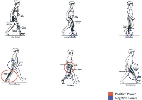 PDF Design Of A Quasi Passive Parallel Leg Exoskeleton To Augment