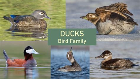 Ducks Identification - Tips, Pictures & Examples