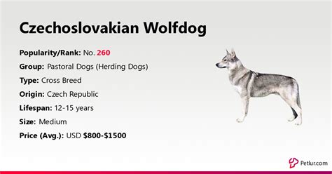 Czechoslovakian Wolfdog Dog Breed Info, Size, Price, Height | Petlur