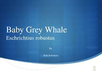 Baby Grey Whale by Nob's Learn by Doing | Teachers Pay Teachers