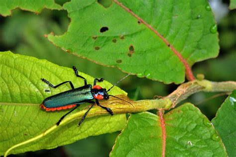 Good Riddance! Know How to Make a Japanese Beetle Spray - Home Quicks