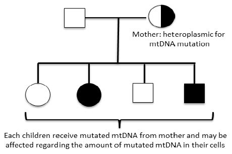 Transmission Of Mitochondrial DNA Mutation In A Hypothetical Pedigree