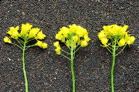 Rapeseed Plant With Yellow Flowers And Seeds Yellow Mustard Plant