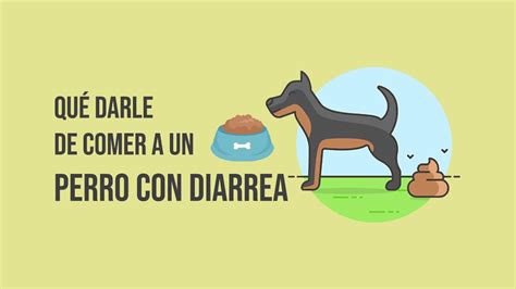 ¿perro Con Diarrea Y Vómito Alimentos Que Salvan El Día