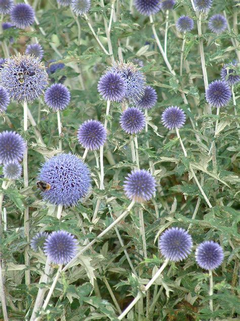 Echinops Ritro Veitch S Blue Beth Chatto S Plants Gardens