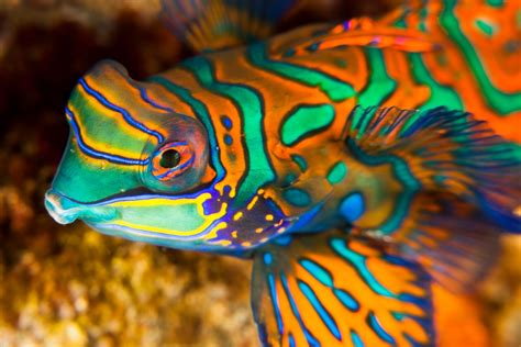 Mandarinfish Dragonets Care Information