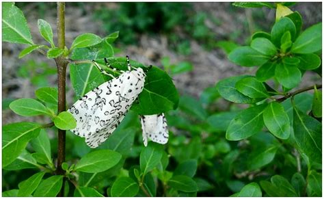 Alpenus Maculosa Found On The Hedge In The Evening Got To Flickr