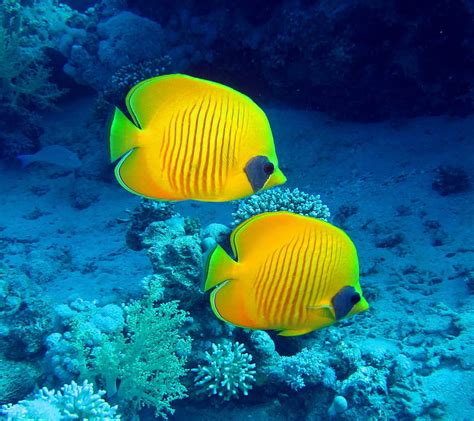 Underwater Tropical Fish Wallpaper