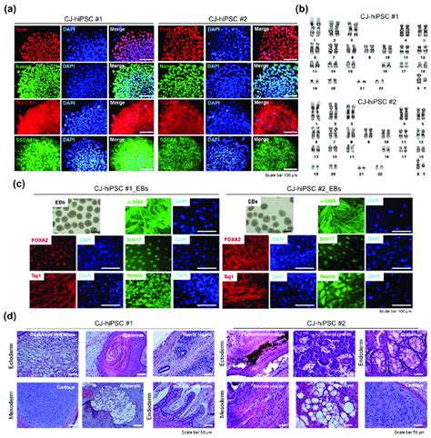 Characterization Of CJ Extract Induced HiPSC Clones CJ HiPSCs A