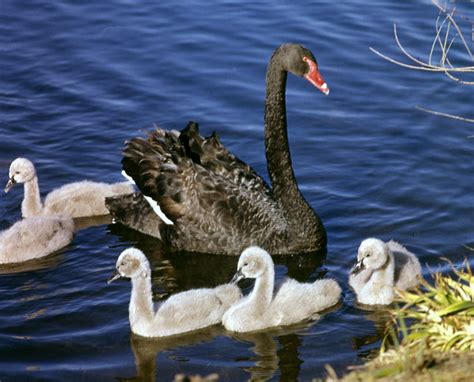 Black Swan - The Australian Museum