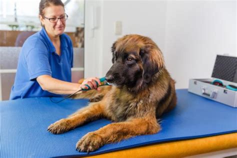 Fisioterapia para cachorro O que é e quando fazer