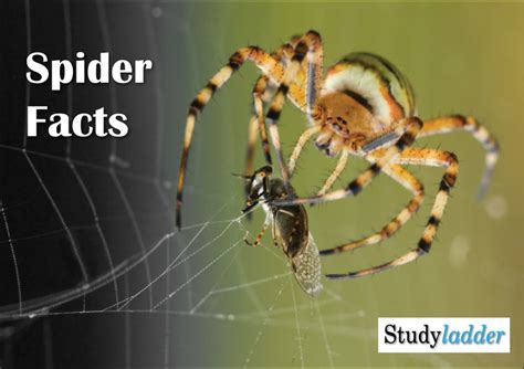 Spider Facts Slideshow - Studyladder Interactive Learning Games