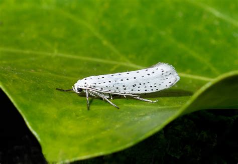 Bird Cherry Ermine Yponomeuta Evonymella My Garden U Paul