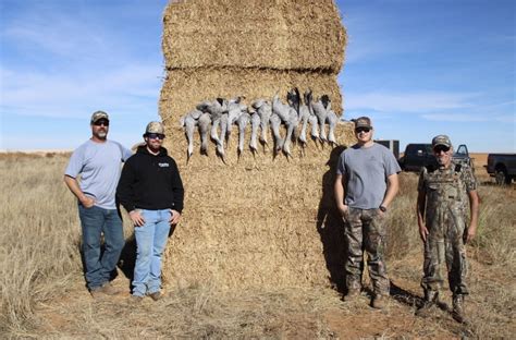 Guided Sandhill Crane Hunts Near Lubbock Tx West Texas Safaris